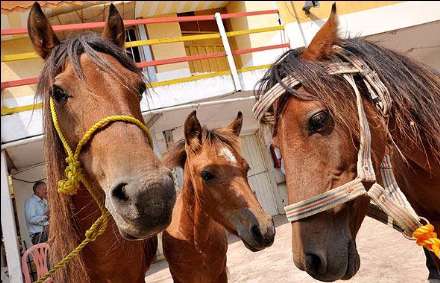 نهمین جشنواره ملی زیبایی اسب کاسپین