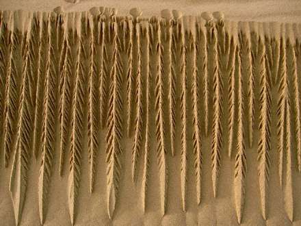 طرح های شگفت انگیز در ماسه های بیابان