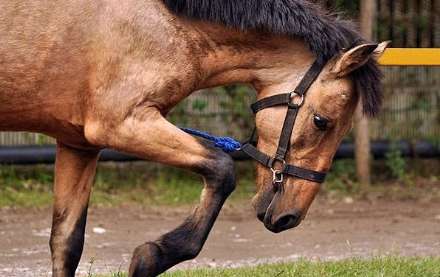 نهمین جشنواره ملی زیبایی اسب کاسپین