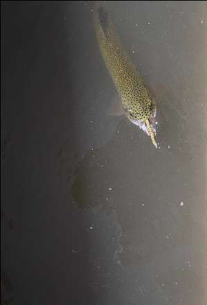 گزارش تصویری از  محل پرورش ماهی در فیروزکوه