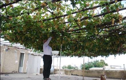 خانه انگوری