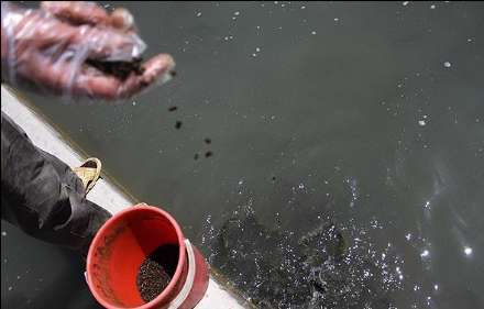 گزارش تصویری از  محل پرورش ماهی در فیروزکوه