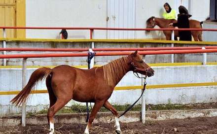نهمین جشنواره ملی زیبایی اسب کاسپین