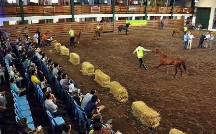 نهمین جشنواره ملی زیبایی اسب کاسپین