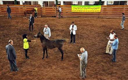 نهمین جشنواره ملی زیبایی اسب کاسپین