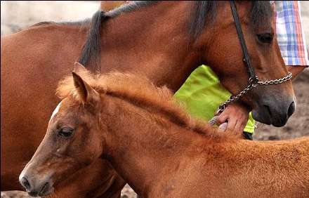 نهمین جشنواره ملی زیبایی اسب کاسپین
