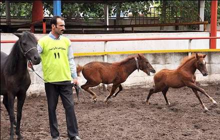 نهمین جشنواره ملی زیبایی اسب کاسپین