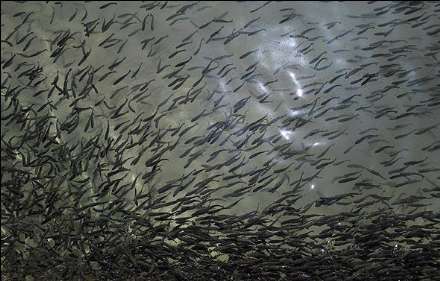 گزارش تصویری از  محل پرورش ماهی در فیروزکوه