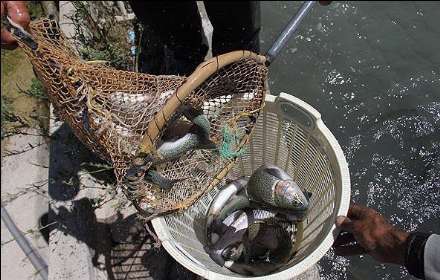 گزارش تصویری از  محل پرورش ماهی در فیروزکوه