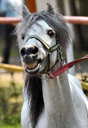 نهمین جشنواره ملی زیبایی اسب کاسپین