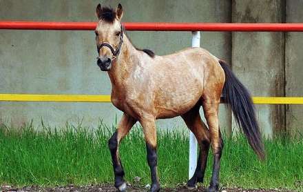 نهمین جشنواره ملی زیبایی اسب کاسپین