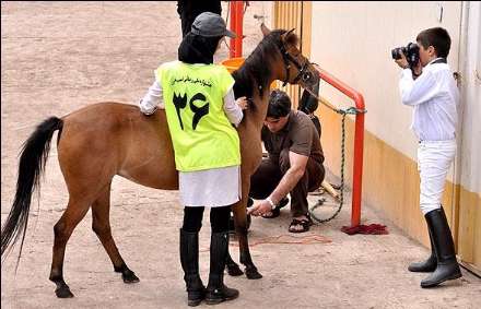 نهمین جشنواره ملی زیبایی اسب کاسپین