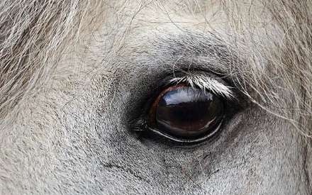 نهمین جشنواره ملی زیبایی اسب کاسپین