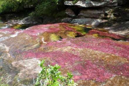 انو کریستالس؛ رودخانه شگفت انگیز 5 رنگ