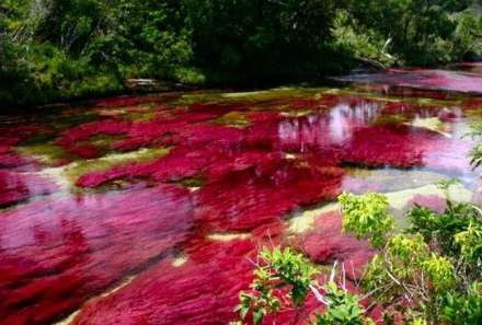 انو کریستالس؛ رودخانه شگفت انگیز 5 رنگ