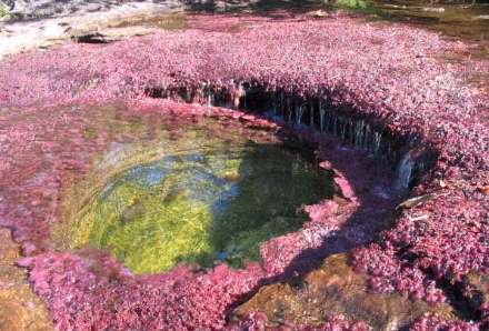 انو کریستالس؛ رودخانه شگفت انگیز 5 رنگ