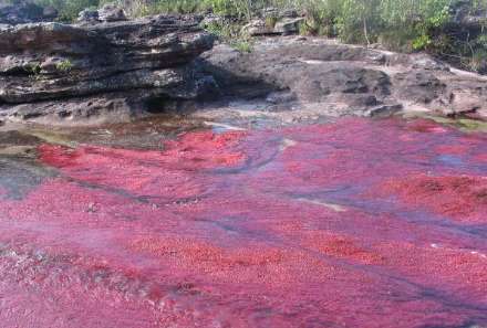 انو کریستالس؛ رودخانه شگفت انگیز 5 رنگ