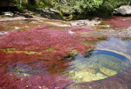 انو کریستالس؛ رودخانه شگفت انگیز 5 رنگ