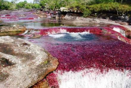 انو کریستالس؛ رودخانه شگفت انگیز 5 رنگ