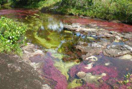 انو کریستالس؛ رودخانه شگفت انگیز 5 رنگ