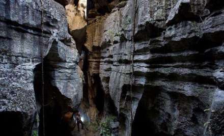 جنگلی پوشیده از سنگ