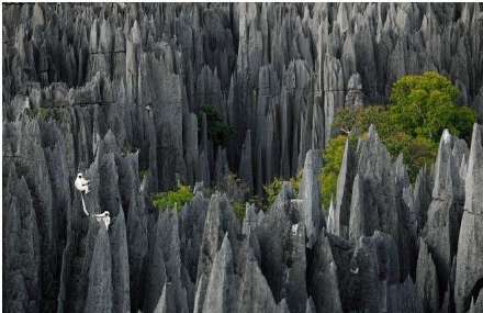 جنگلی پوشیده از سنگ