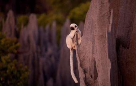 جنگلی پوشیده از سنگ
