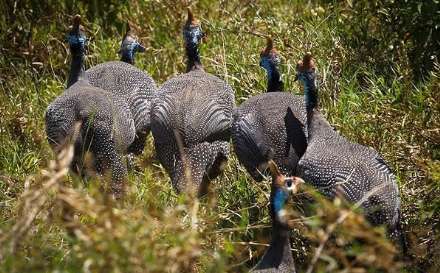 پارک ملی ناکورو در کنیا