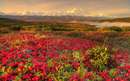 منظره ای از گلهای قرمز زیبا و طبیعتی سرسبز در آلاسکا