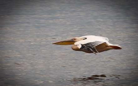 پارک ملی ناکورو در کنیا