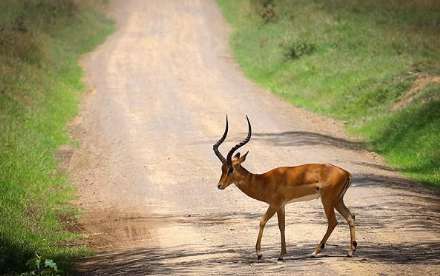 پارک ملی ناکورو در کنیا