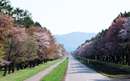 منظره ای از یک جاده میان جنگل در هوکایدو