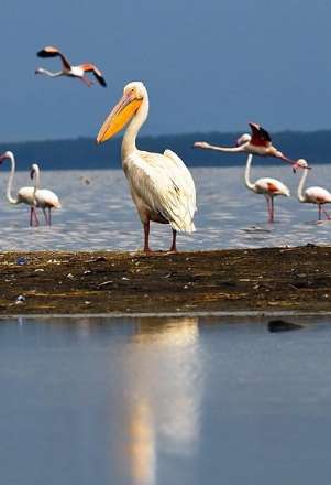 پارک ملی ناکورو در کنیا