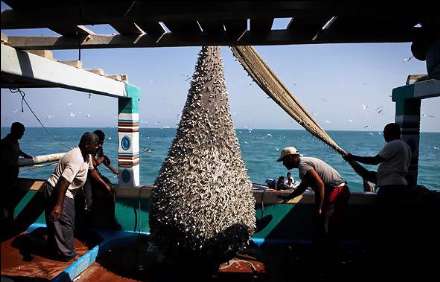 صید ماهی و میگو در جزیره قشم