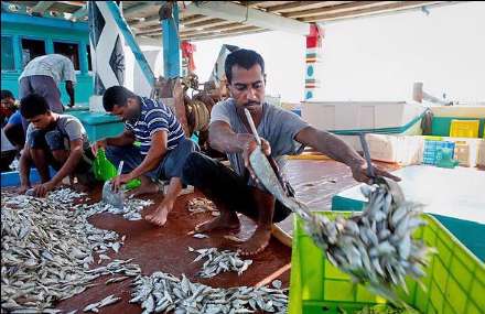 صید ماهی و میگو در جزیره قشم