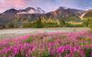 منظره ای از یک گلزار زیبا از گلهای صورتی کنار طبیعتی سرسبز و کوهستان در کانادا