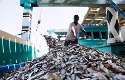 صید ماهی و میگو در جزیره قشم