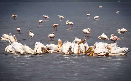 پارک ملی ناکورو در کنیا