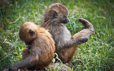 پارک ملی ناکورو در کنیا