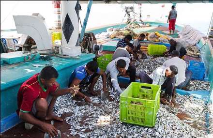 صید ماهی و میگو در جزیره قشم