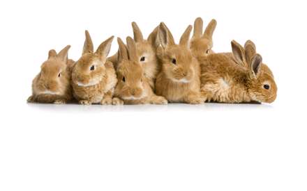 دسته ی خرگوش ها