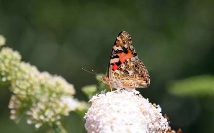 تصویر یک پروانه روی گلی سفید