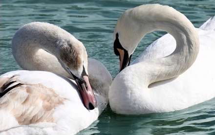 تصویر دو قو