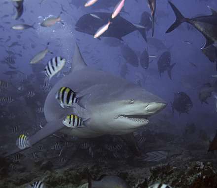 ماهیان و کوسه