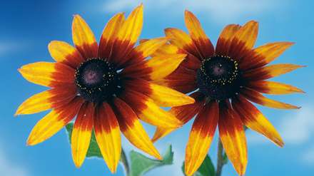 گل آفتابگردان