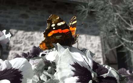 تصویر یک پروانه روی گل