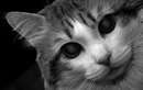 تصویر سیاه و سفید صورت یک گربه از نزدیک