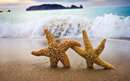 دو ستاره دریایی در ساحل