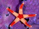 ستاره دریایی زیبا