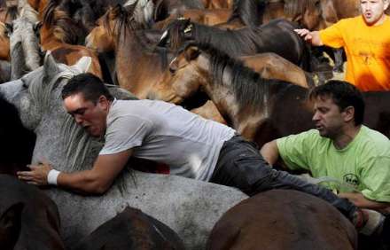 جشنواره اسبهای وحشی